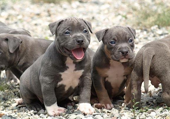 Pitbulls