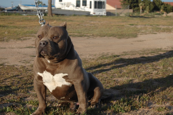 Pitbulls