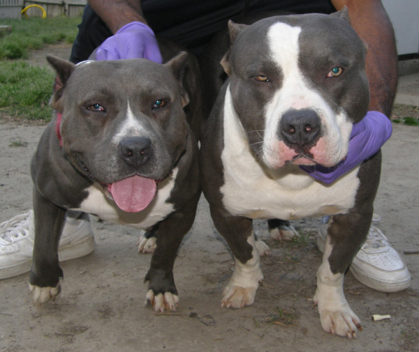 Pitbulls