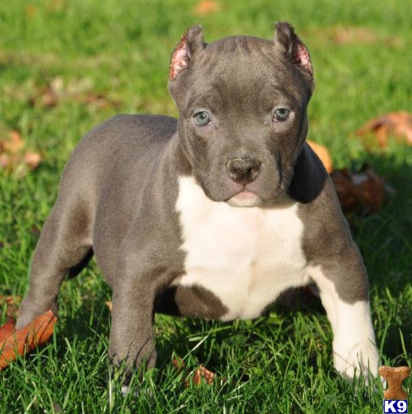 Pitbulls