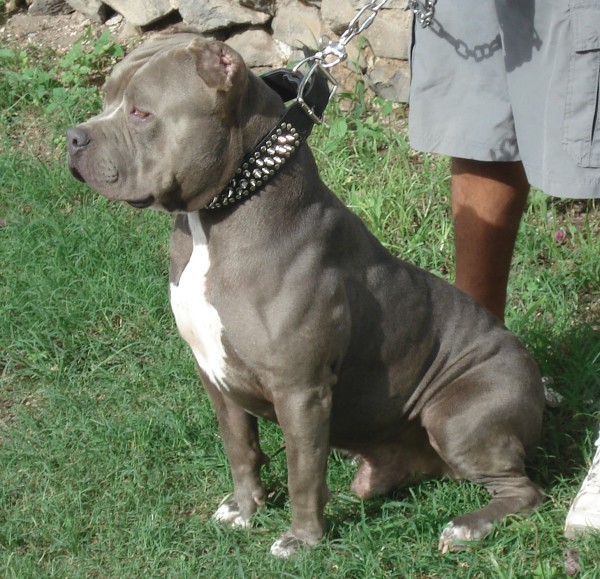 Pitbulls