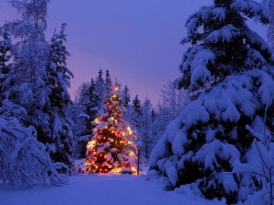 Beautiful Christmas Tree