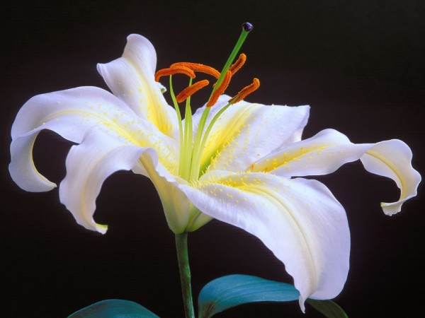 Lilly flower