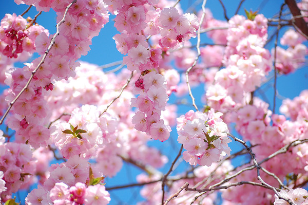 Japan Spring Festival