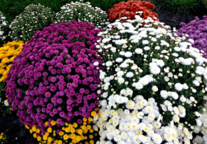 perennial spray chrysanthemums