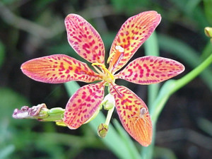 Jaguar Lily Autumn flower