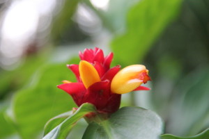 A flower in the Royal Botanic Gardens