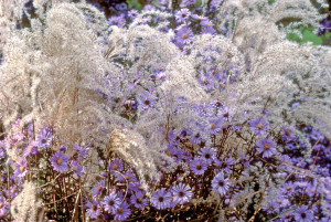 Flowers in pretty combination in autumn fall color