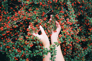 Animal hands on the fresh fruits