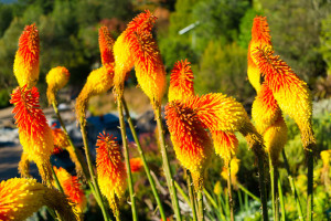 Autumn flowers in mountains