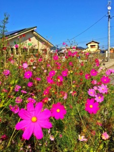 Autumn flowers purple cosmos