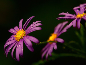 Purple Water Drops