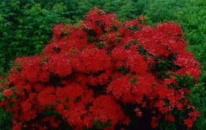 Vivid Red Flowers Autumn Colour