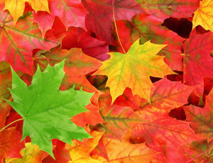 free fall leaves shutterstock