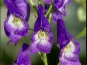 Purple Growing Autumn Flowers