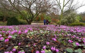 Best hardy cyclamen