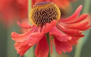 Plants for a hot late summer border