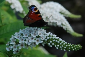 A Miscellany of Autumn Perennials