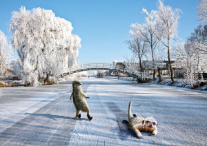 meerkats in winter