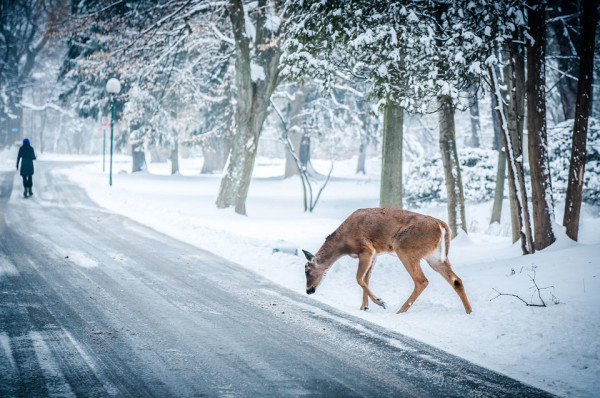 deer Snow Road Stock wallpaper