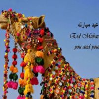 Eid ul Adha Pictures Free Download