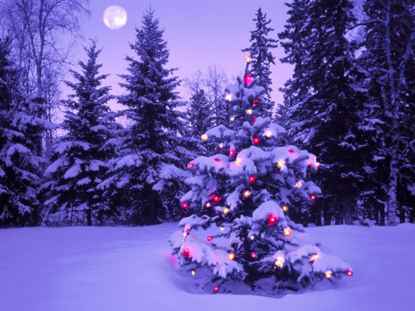 Christmas Wallpaper Tree Lights Snow